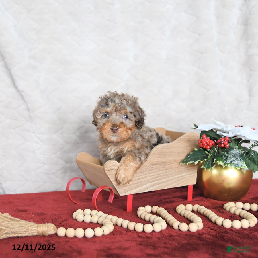 Miniature Poodle dogs Princess EXTRA SMALL - Ad 40