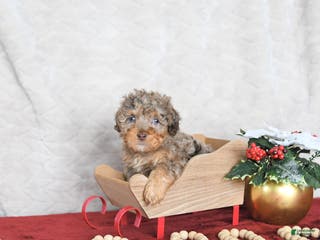 Miniature Poodle dogs Princess EXTRA SMALL - Ad 3