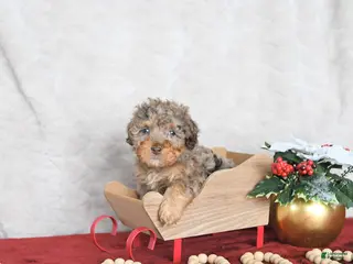 Miniature Poodle dogs Princess EXTRA SMALL - Ad 42