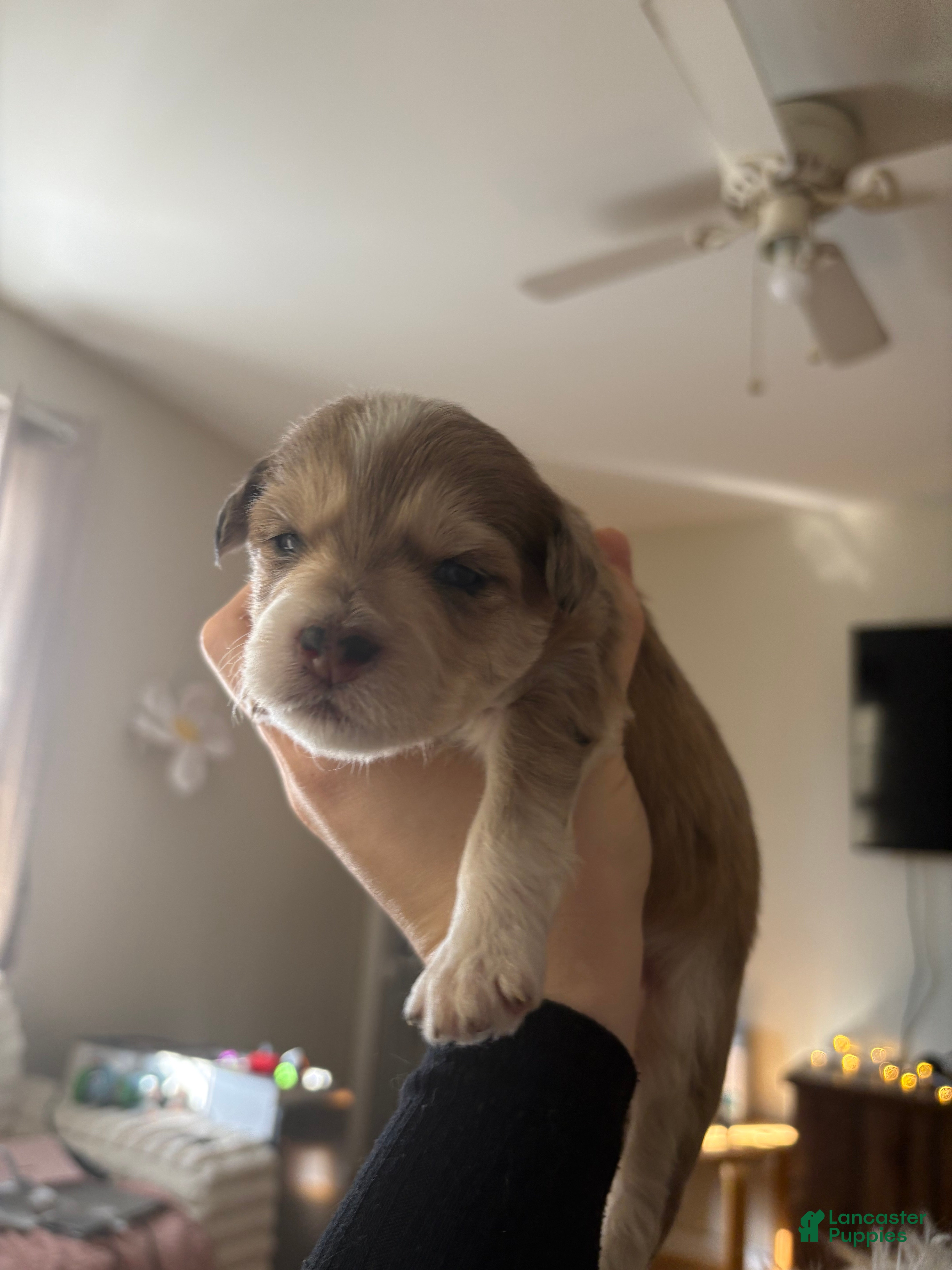 Mixed Breed dogs for sale: Adore - Ad 3