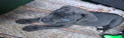 Cane Corso dogs for sale: Cane Corso 6 - Ad 7