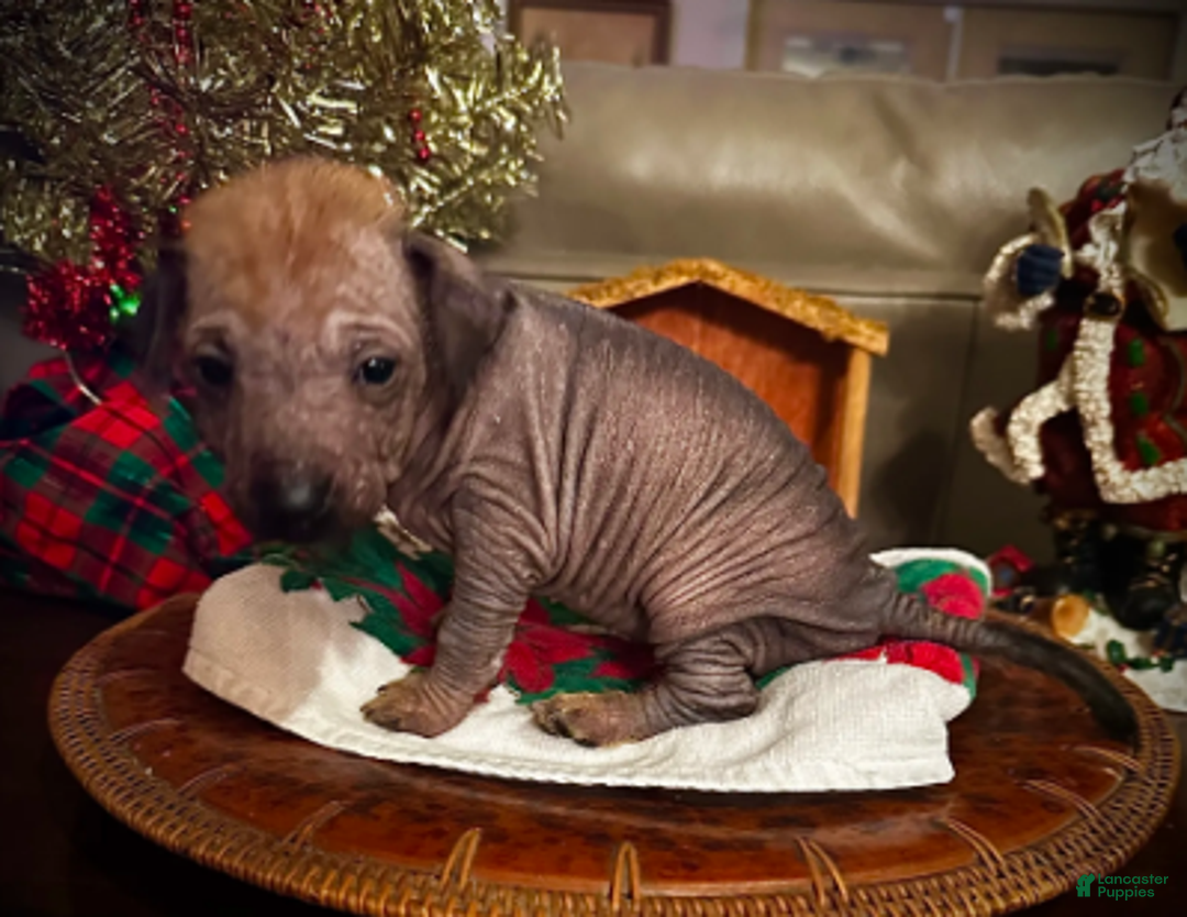 Xoloitzcuintle dogs for sale: Dot - Ad 3