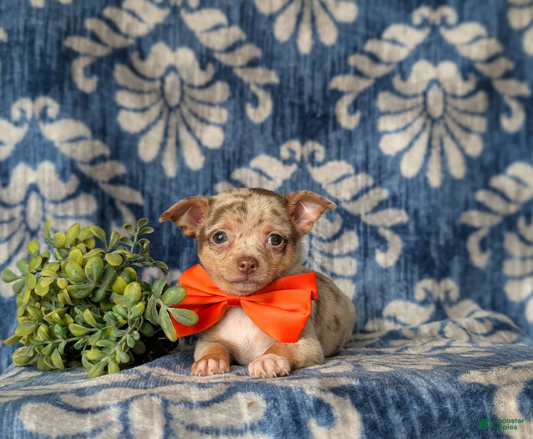 Chihuahua dogs for sale: Roscoe 6 lbs Full Grown - Ad 10