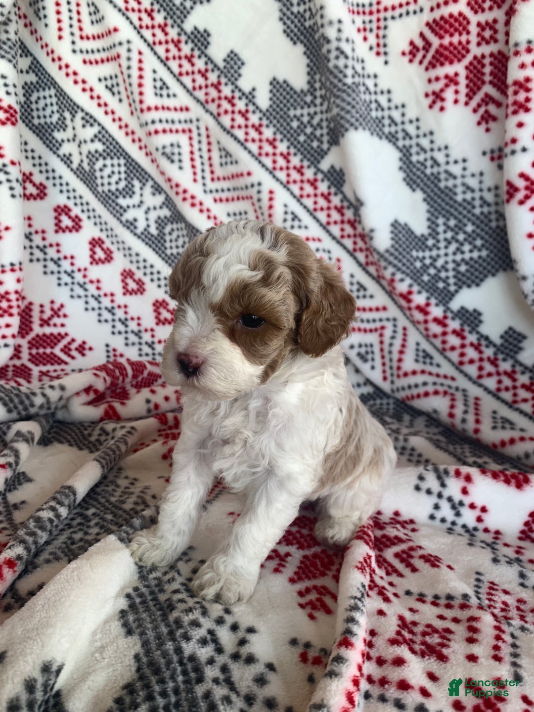 Cavapoo dogs for sale: Frost - Ad 4