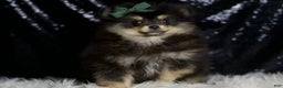 Pomeranian dogs for sale: Bingo - Ad 6