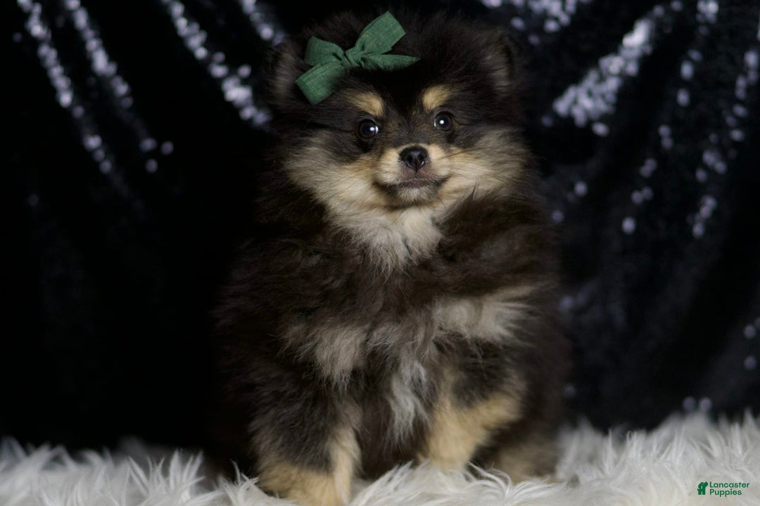 Pomeranian dogs for sale: Bingo - Ad 6