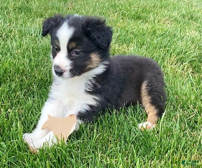 Mixed Breed dogs Blaze - Ad 2