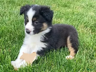 Mixed Breed dogs Blaze - Ad 32