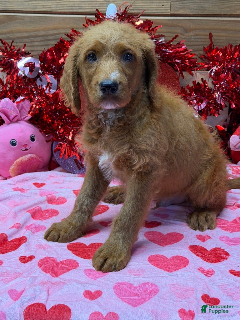 Labradoodle dogs Kenny - Ad 33