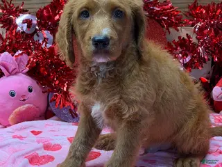 Labradoodle dogs Kenny - Ad 33