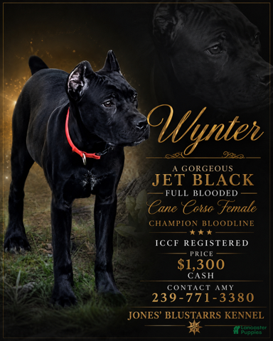 Cane Corso dogs Wynter - Ad 1