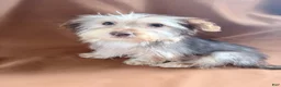Morkie dogs for sale: Gucci  - Ad 4