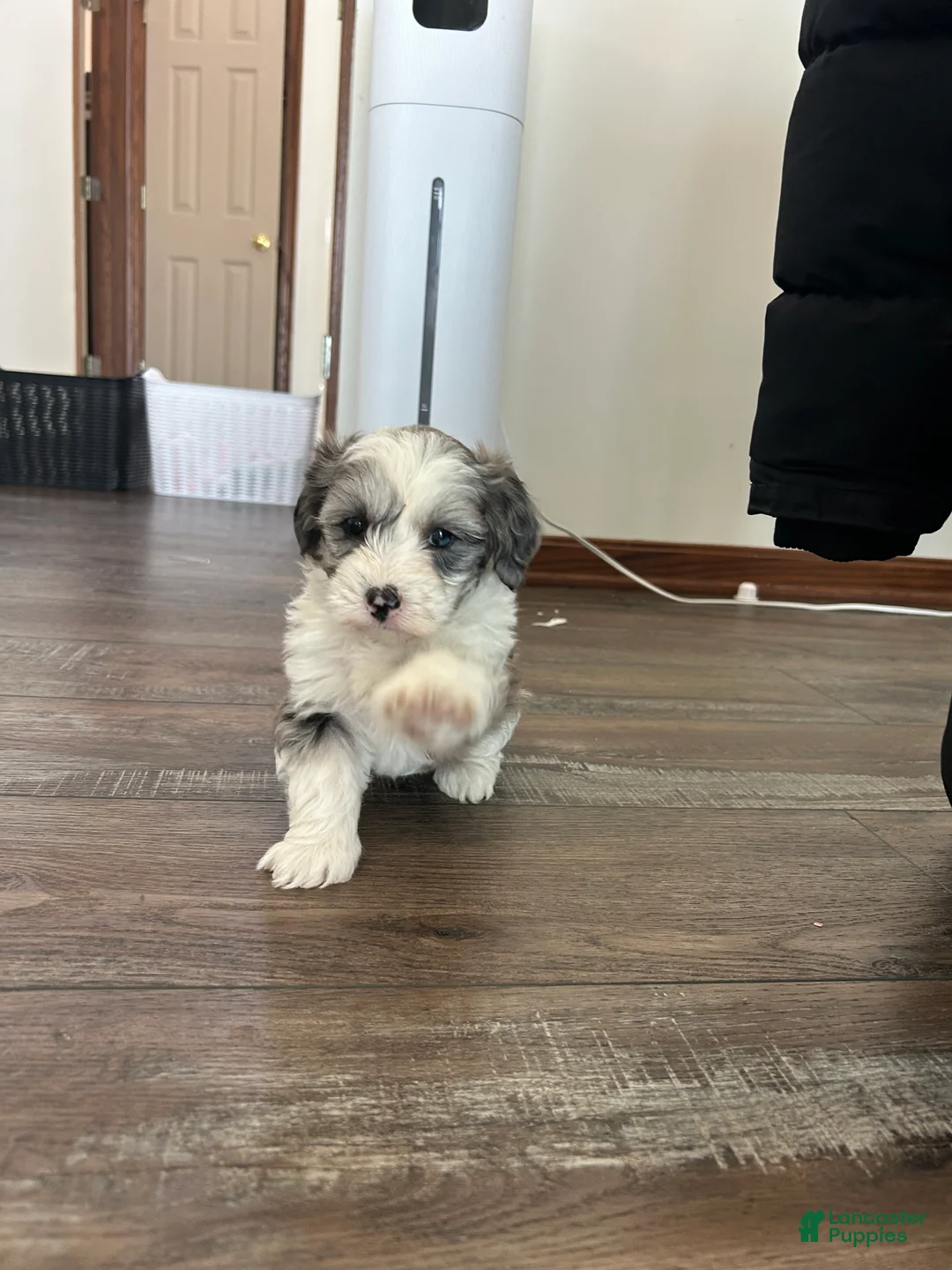 Mixed Breed dogs for sale: Skye - Ad 9