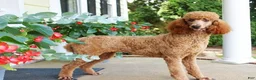Standard Poodle dogs for sale: Michael  - Ad 5