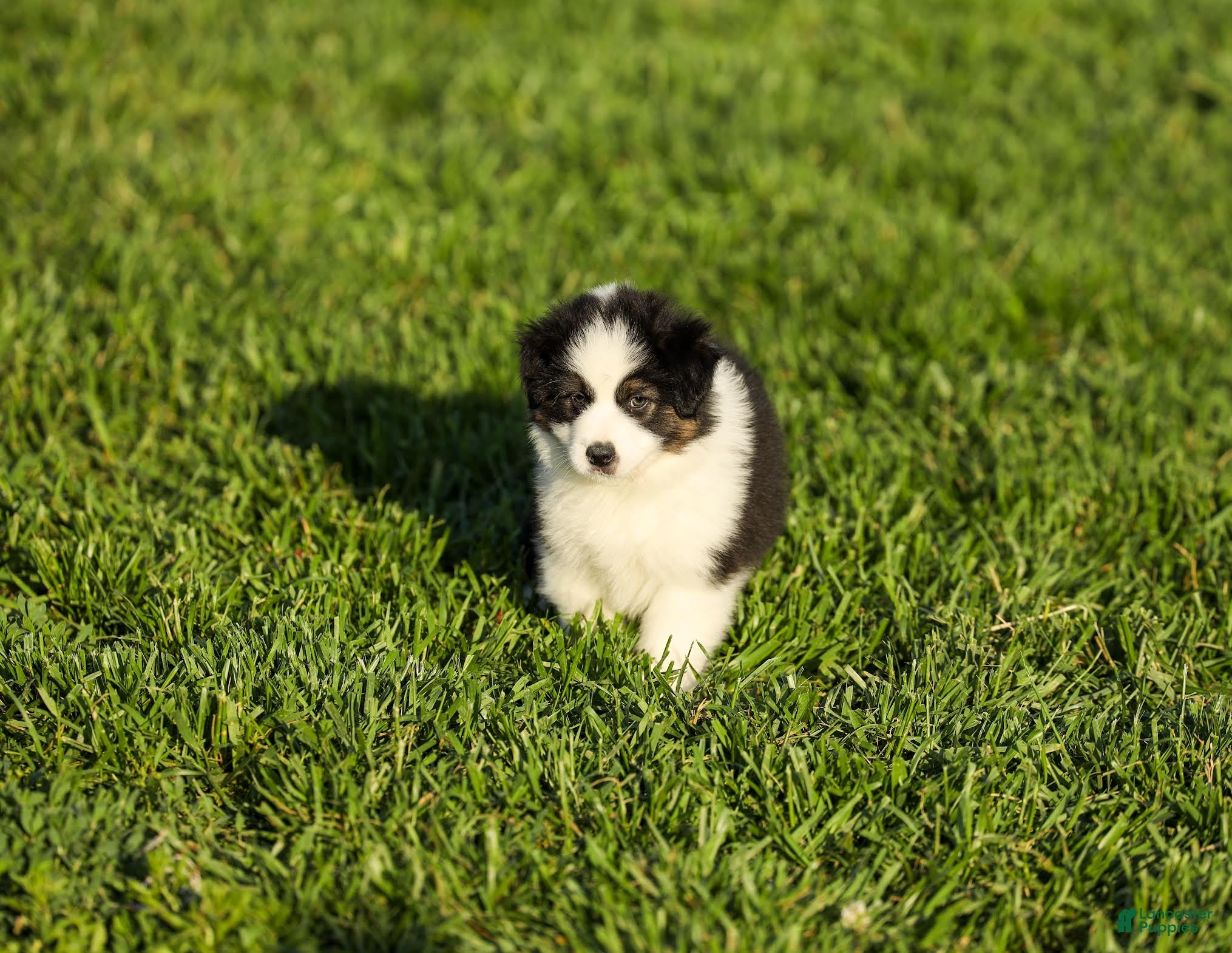 Miniature Australian Shepherd dogs Logan Miniature Australian Shepherd Puppy  - Ad 1