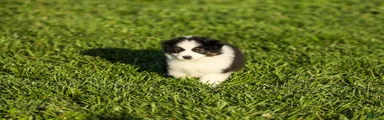 Logan Miniature Australian Shepherd Puppy 