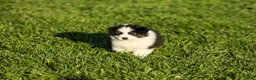 Miniature Australian Shepherd dogs for sale: Logan Miniature Australian Shepherd Puppy  - Ad 1