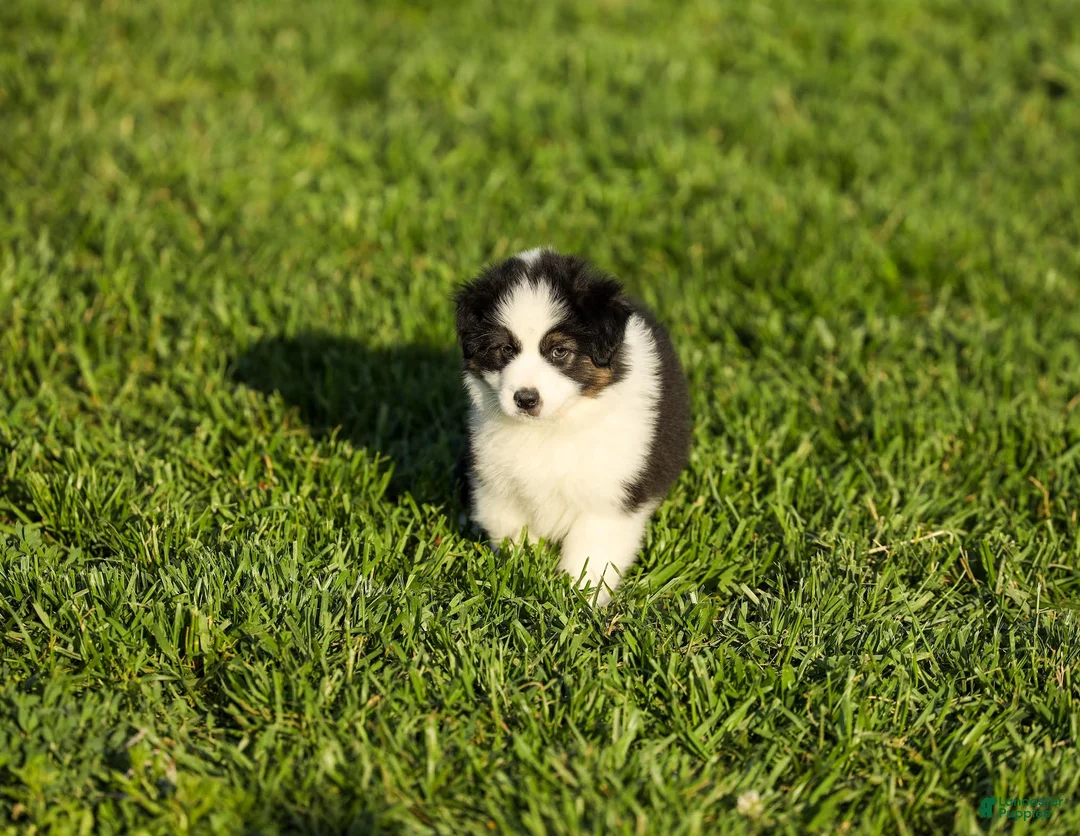 Miniature Australian Shepherd dogs for sale: Logan Miniature Australian Shepherd Puppy  - Ad 1