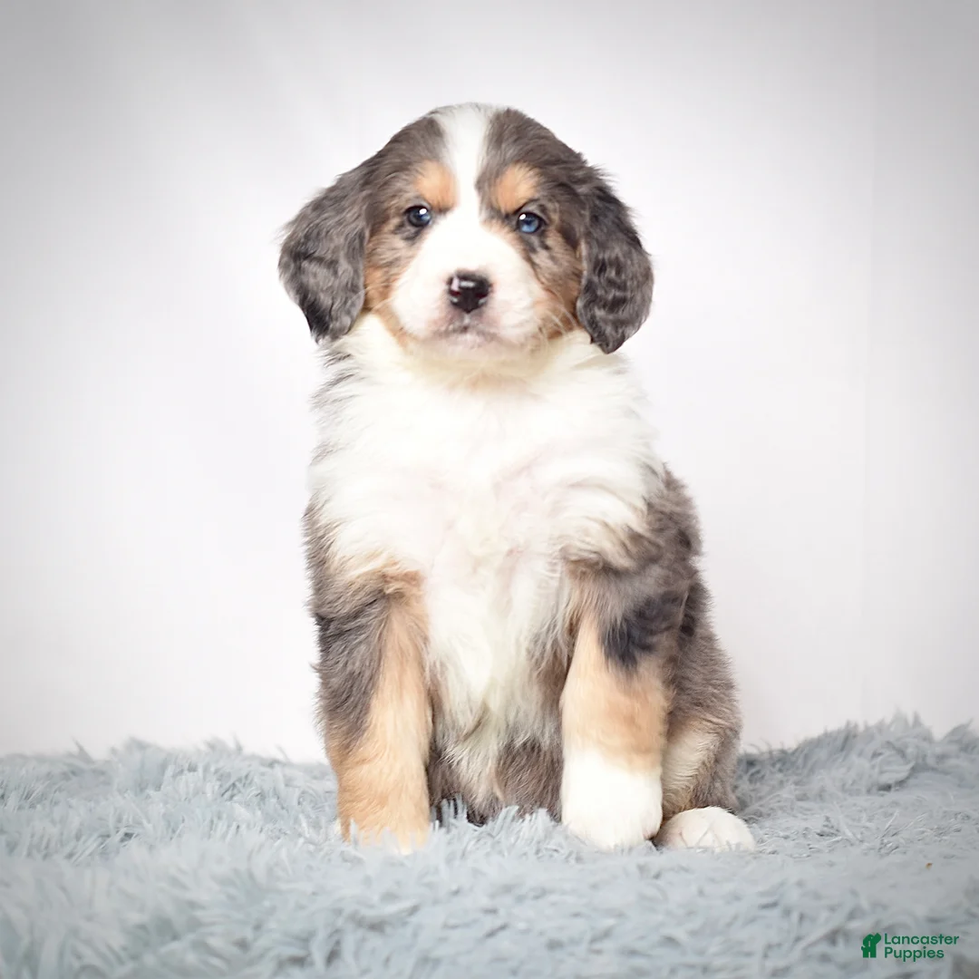 Bernedoodle dogs for sale: Ms. Venus - Ad 11