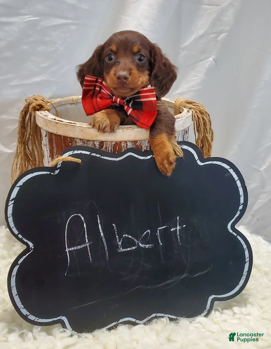 Miniature Dachshund dogs for sale: Albert - Ad 3
