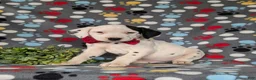 Dalmatian dogs for sale: Jordan - Ad 4