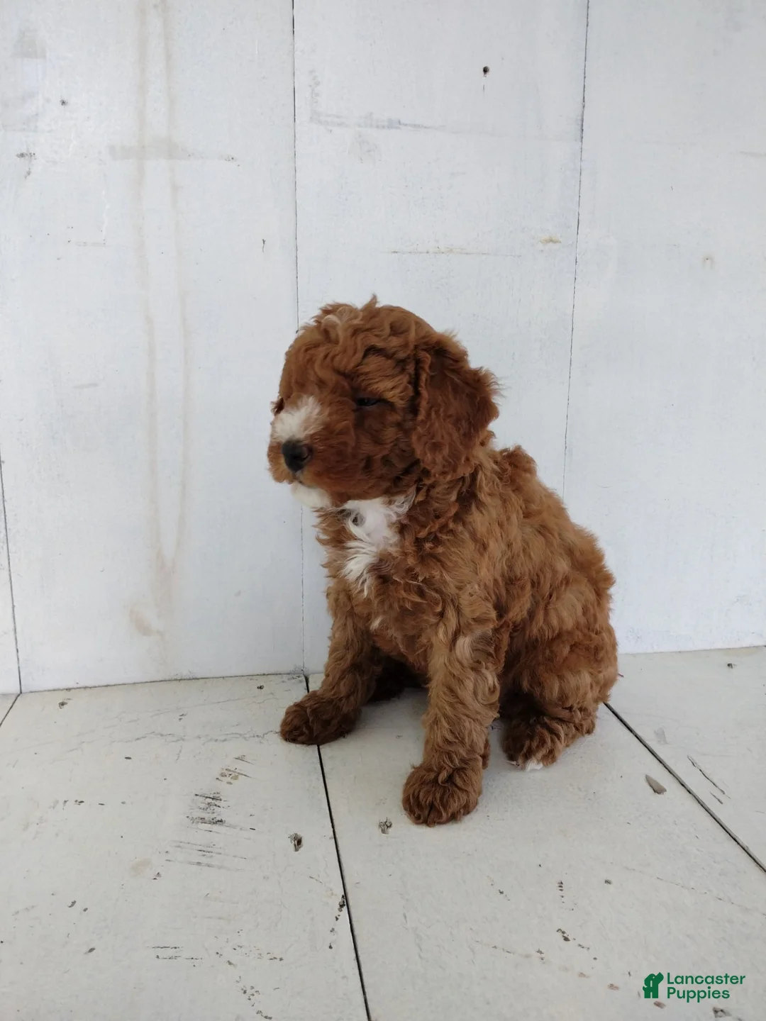 Toy Poodle dogs for sale: Lexi - Ad 2