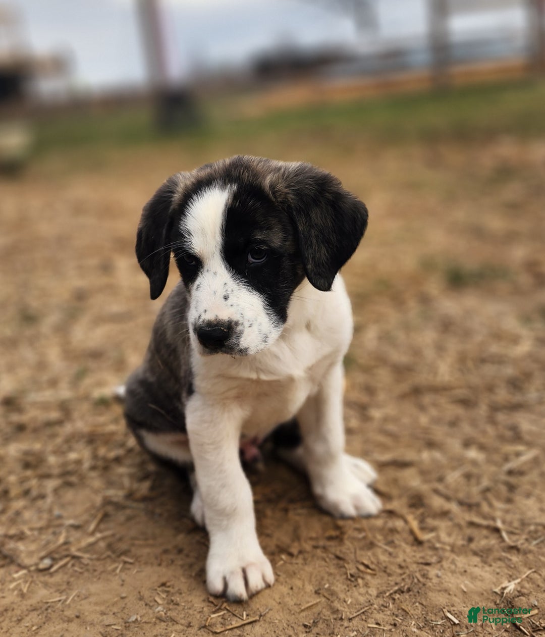 Anatolian Shepherd dogs for sale: AKC Blue 2025 M2 ASD puppy - Ad 13