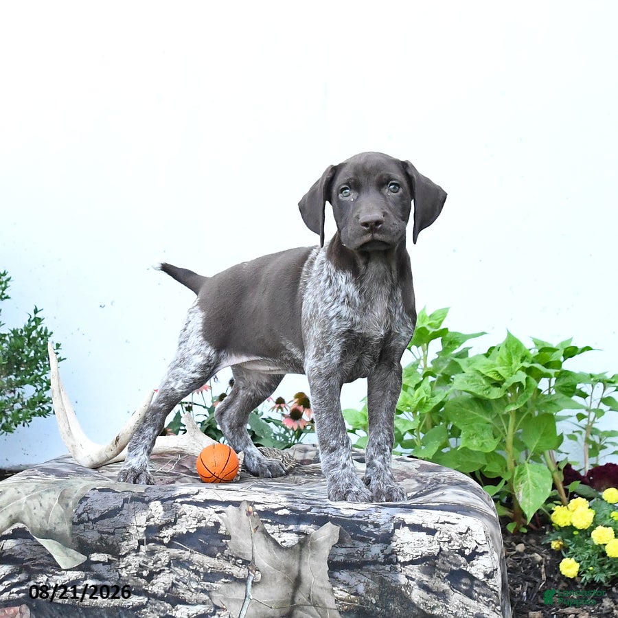 German Shorthaired Pointer dogs Diamond - Ad 1