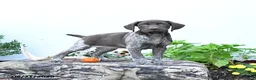 German Shorthaired Pointer dogs for sale: Diamond - Ad 1