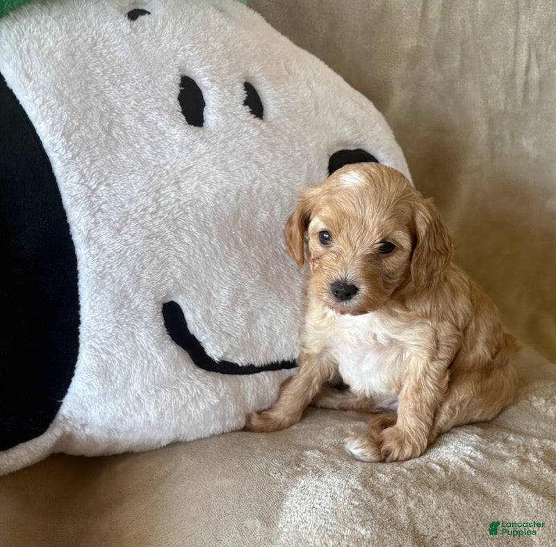 Maltipoo dogs for sale: Truffle - Ad 3