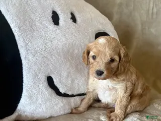 Maltipoo dogs for sale: Truffle - Ad 3