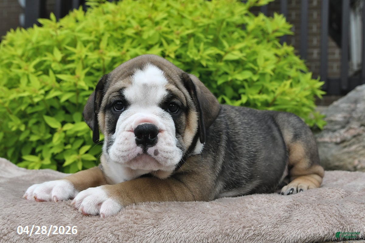 Beabull dogs Marlee - Ad 2