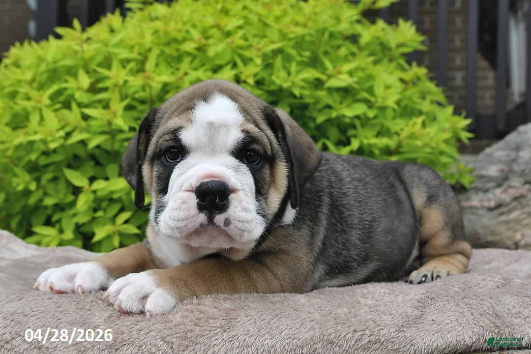 Beabull dogs for sale: Marlee - Ad 2