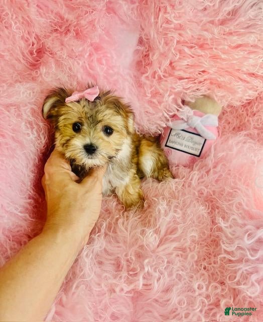 Morkie dogs Morkie 2 - Ad 1