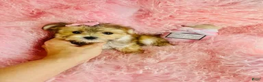 Morkie 2