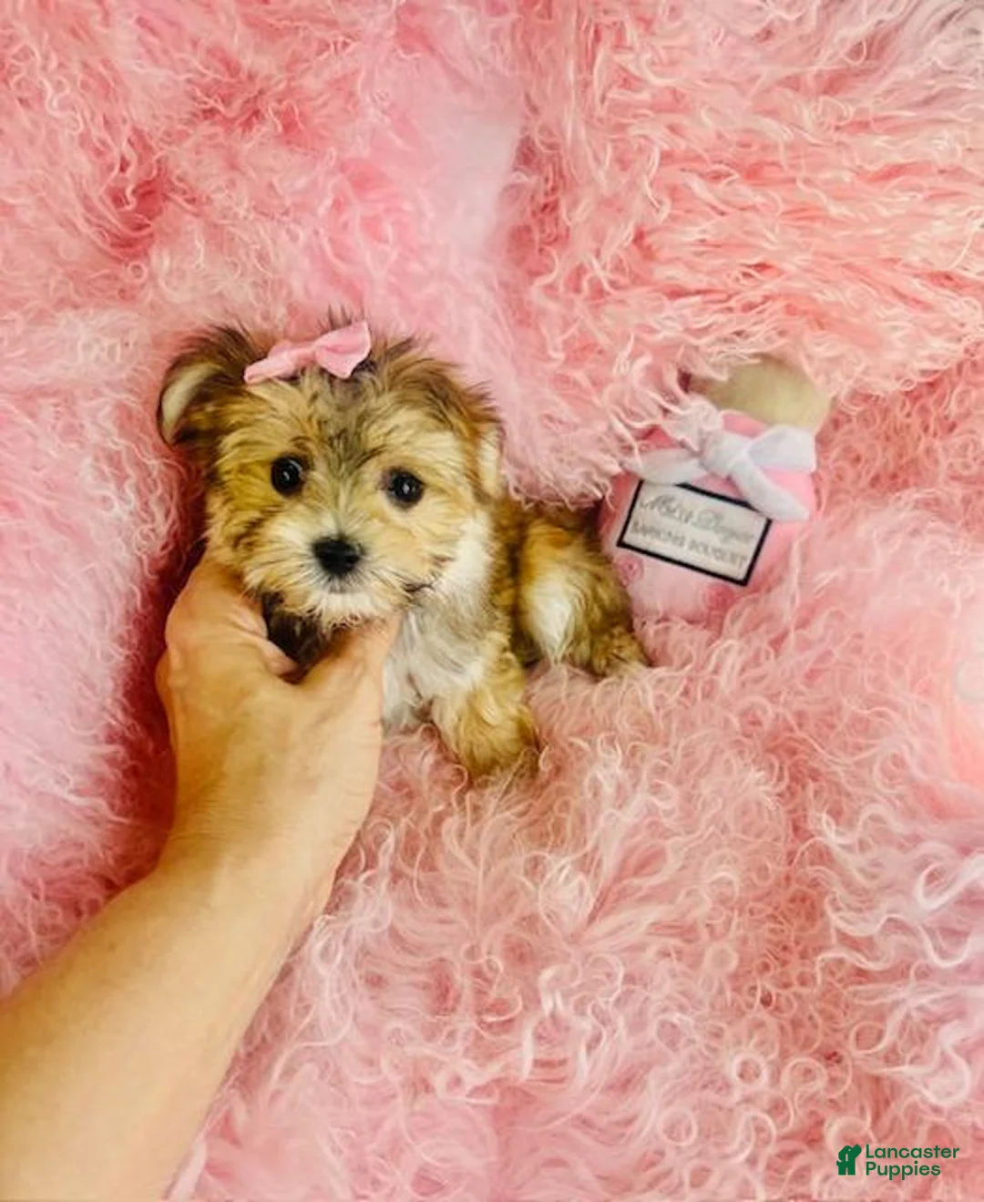 Morkie dogs for sale: Morkie 2 - Ad 1