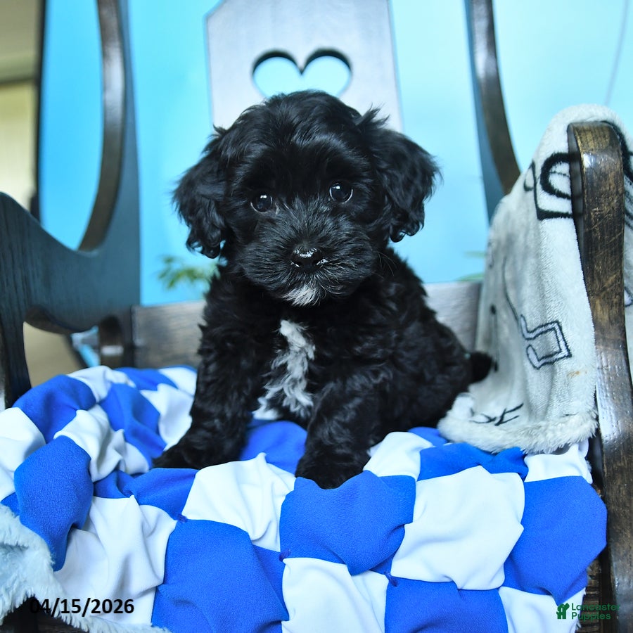 Havapoo dogs Billy - Ad 1