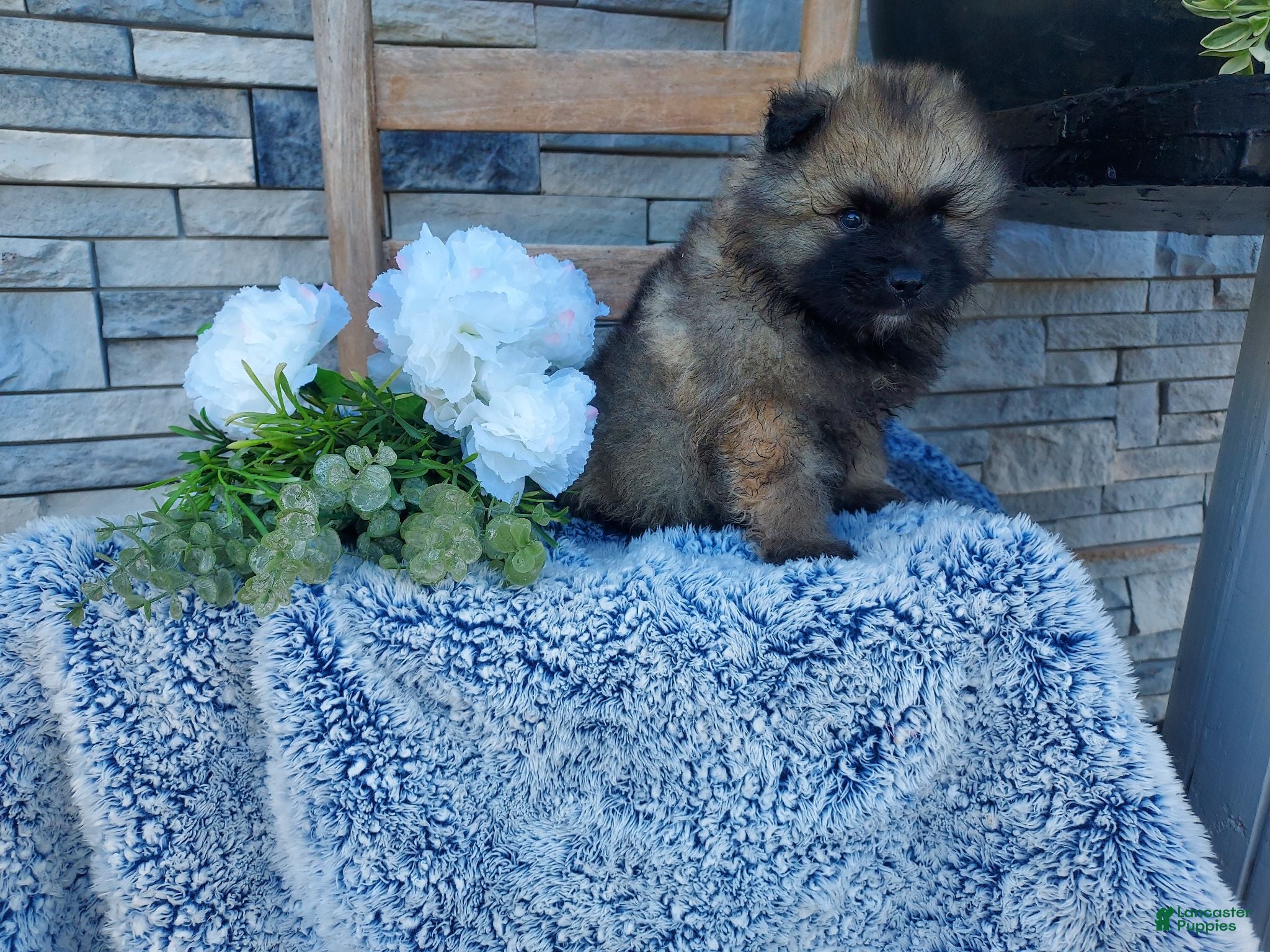 Keeshond dogs Stevie - Ad 1