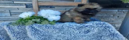 Keeshond dogs for sale: Stevie - Ad 1