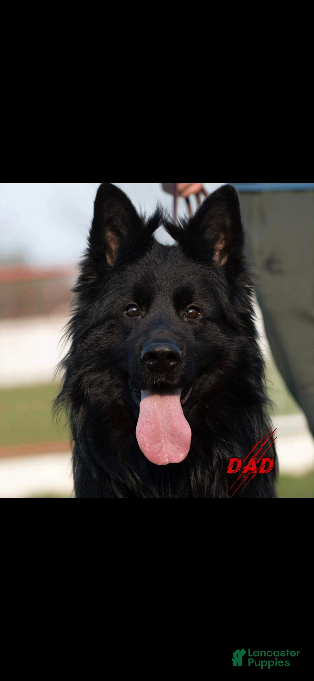 Crni Diablo House of Ilinen