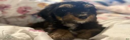 Mixed Breed dogs for sale: Rascal - Ad 6