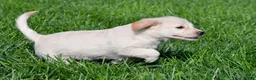Labradoodle dogs for sale: Sally - Ad 3