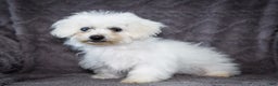 Bichon Frise dogs for sale: Jaynie - Ad 4