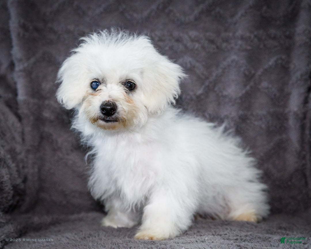 Bichon Frise dogs for sale: Jaynie - Ad 4