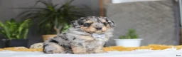 Mixed Breed dogs for sale: Blaze - Ad 6