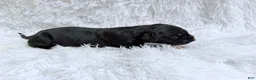 Great Dane dogs for sale: Whiskey - Ad 8