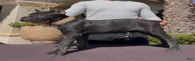 Cane Corso 2