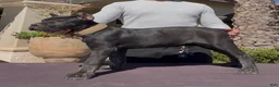 Cane Corso dogs for sale: Cane Corso 2 - Ad 1