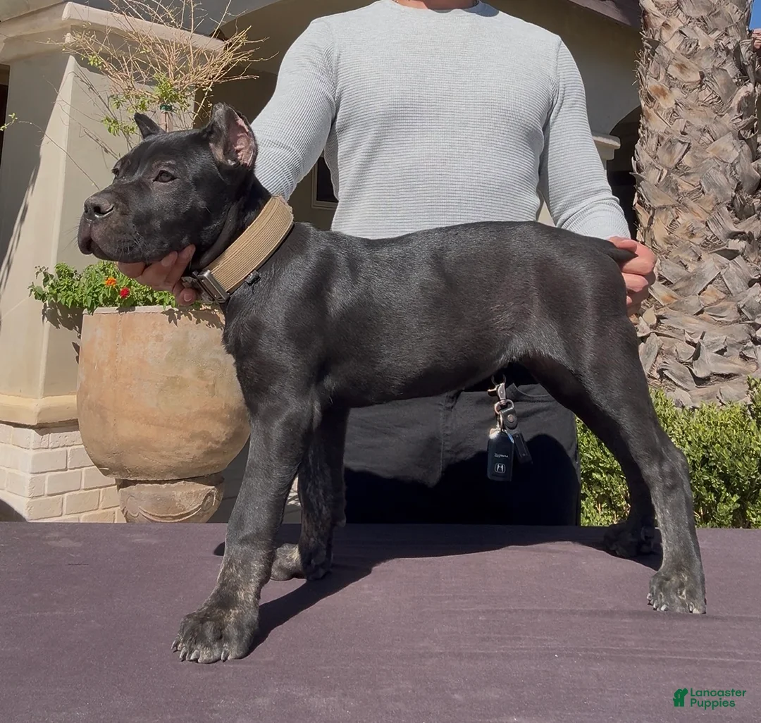 Cane Corso dogs for sale: Cane Corso 2 - Ad 1