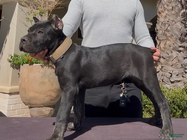 Cane Corso dogs Cane Corso 2 - Ad 1